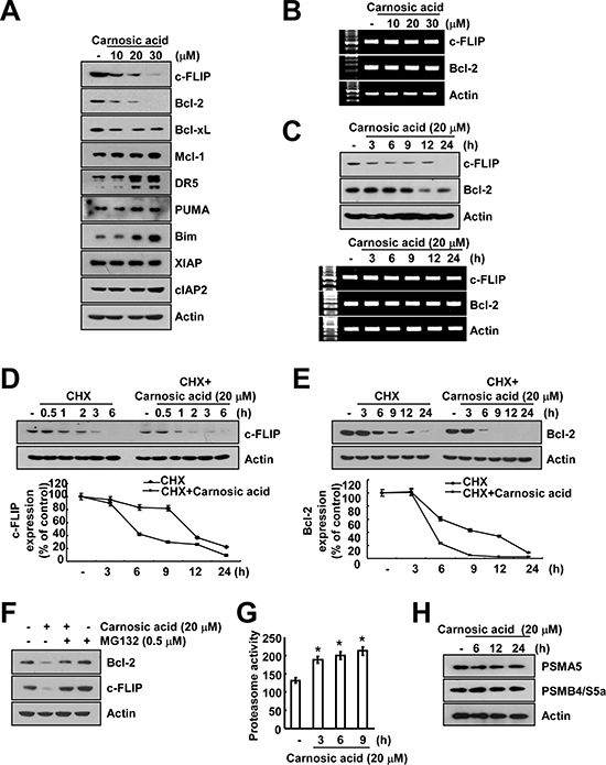 Casnosic acid induced down-regulation of c-FLIP and Bcl-2 expression at the post-translational levels.