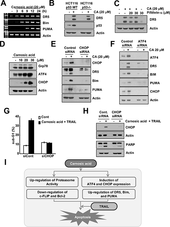 Carnosic acid induced ATF4 and CHOP-mediated DR5, Bim, and PUMA expression.