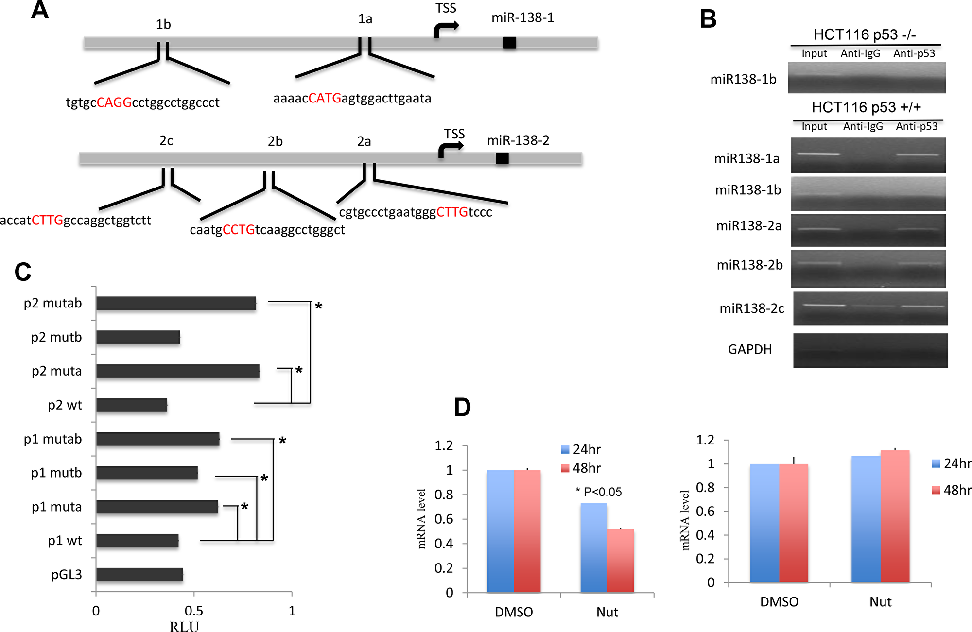 miR-138 expression is regulated by TP53.