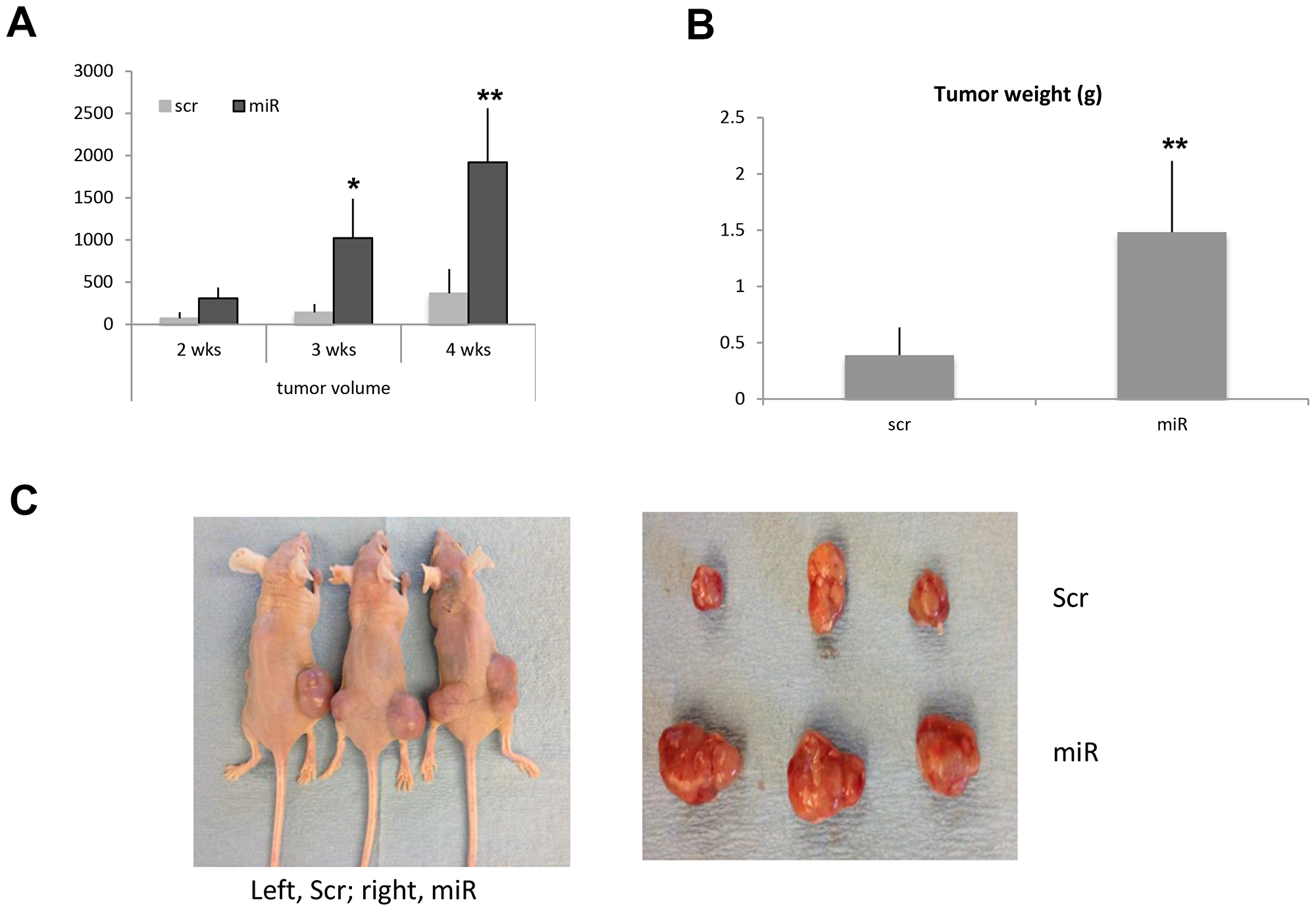 miR-138 promotes tumor growth in nude mice.