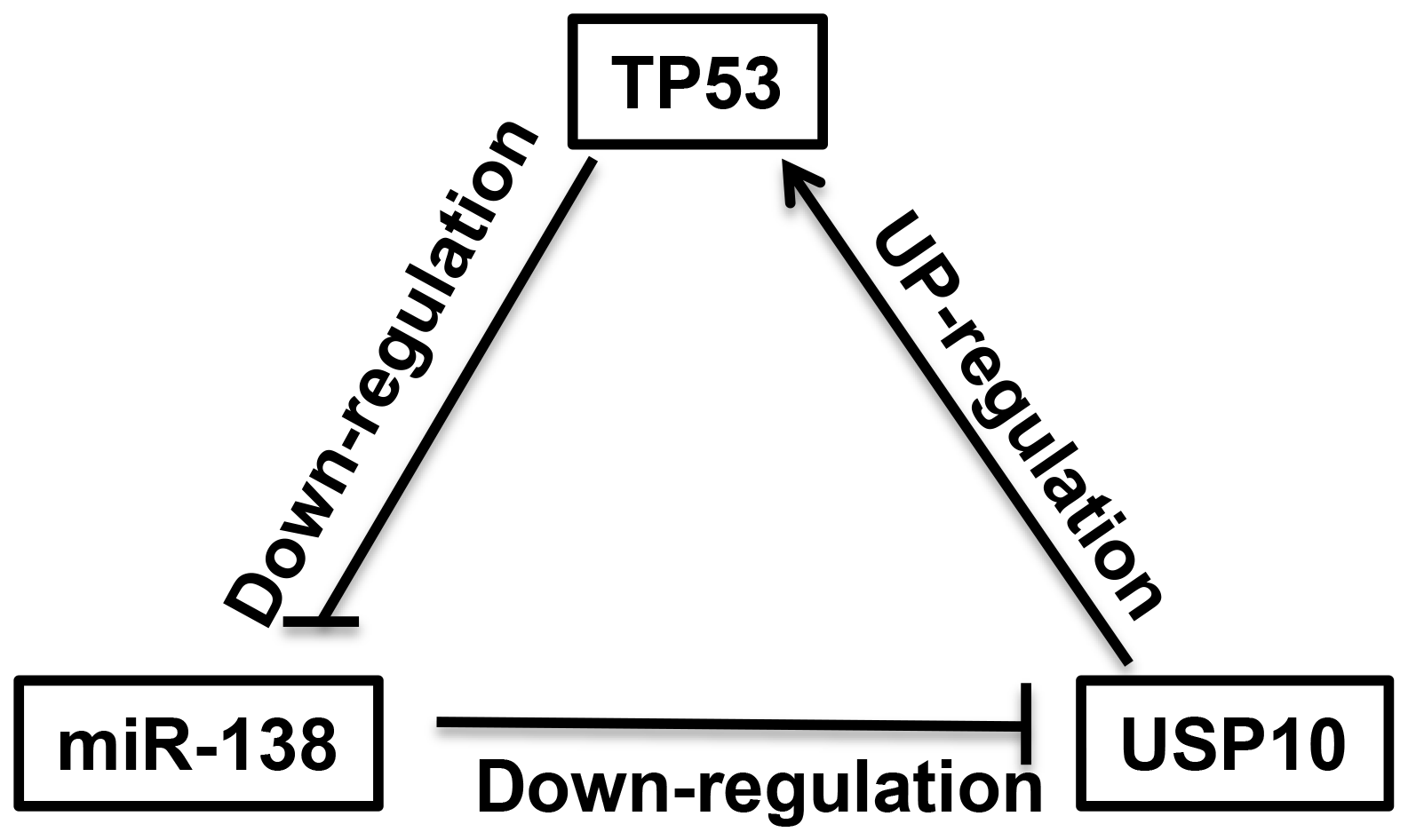 A negative feedback regulatory loop between miR-138 and TP53 is mediated by USP10.
