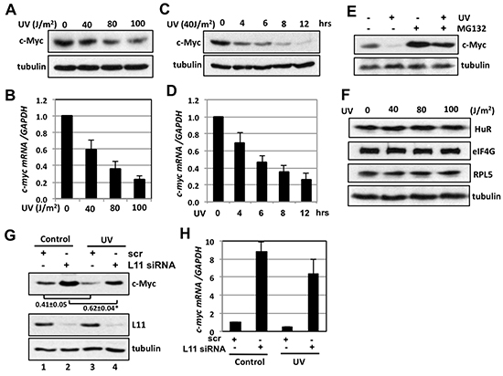 L11 is involved in UV-induced c-Myc downregulation.