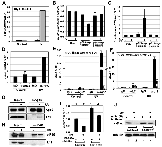 L11 recruits miR-130a-loaded miRISC to c-myc mRNA in response to UV irradiation.