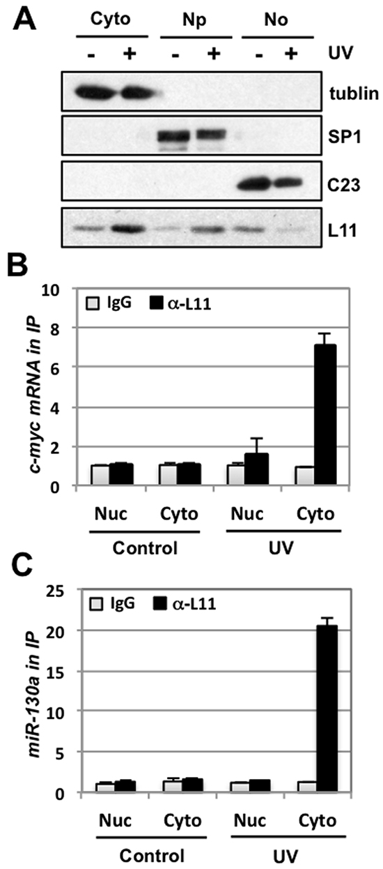 UV irradiation promotes L11 interaction with miR-130a and c-myc mRNA in the cytoplasm.