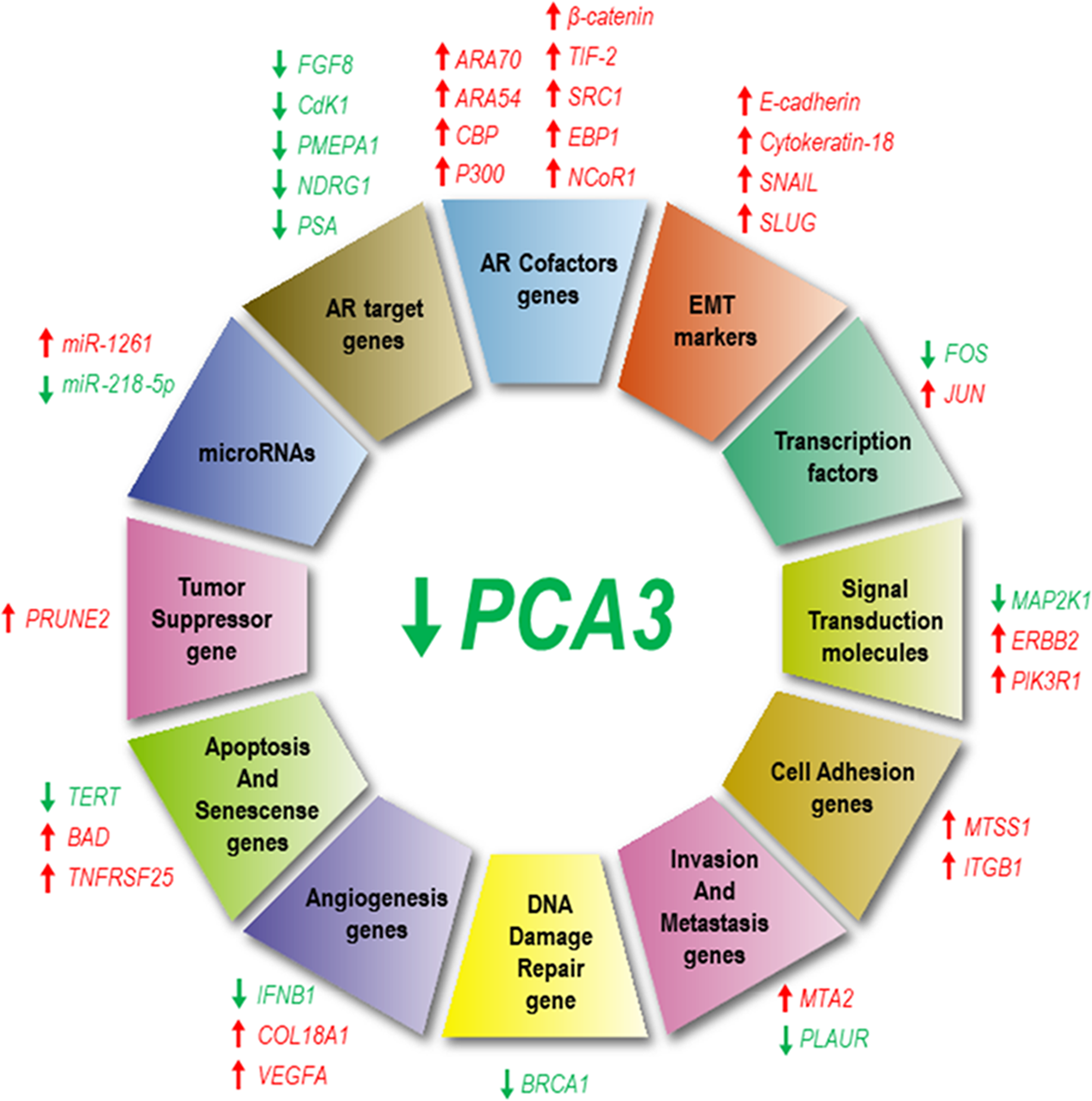 PCA3 silencing modulates the expression of several genes and microRNAs.