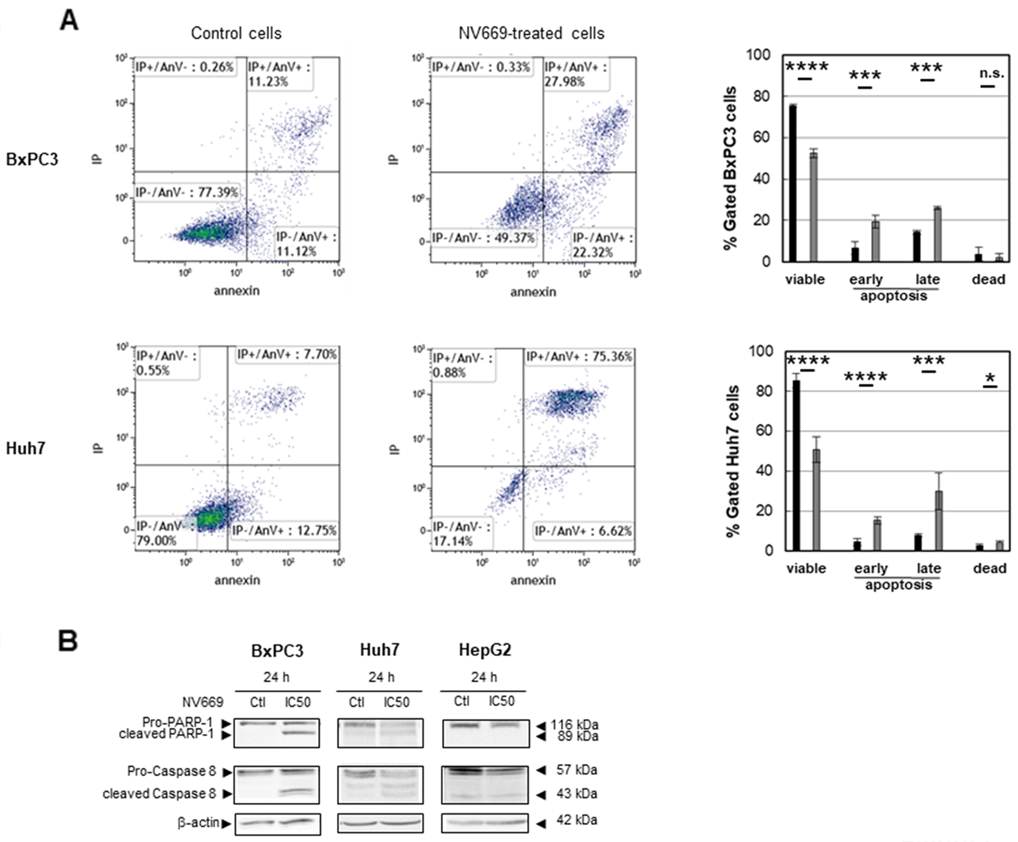 NV669 induced cancer cell apoptosis.