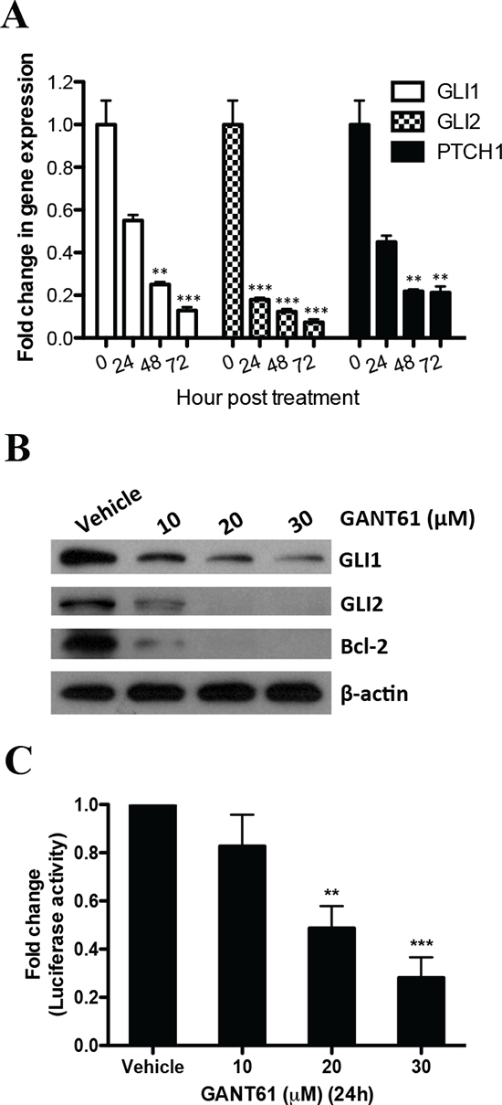 GANT61 targets Gli transcription factors in MMe cells.