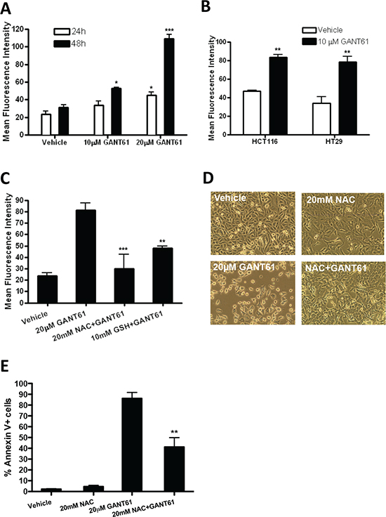 Oxidative stress is involved in GANT61-induced apoptosis.