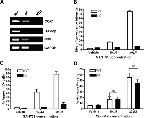 Mitochondrial ROS is required for GANT61-mediated apoptosis.