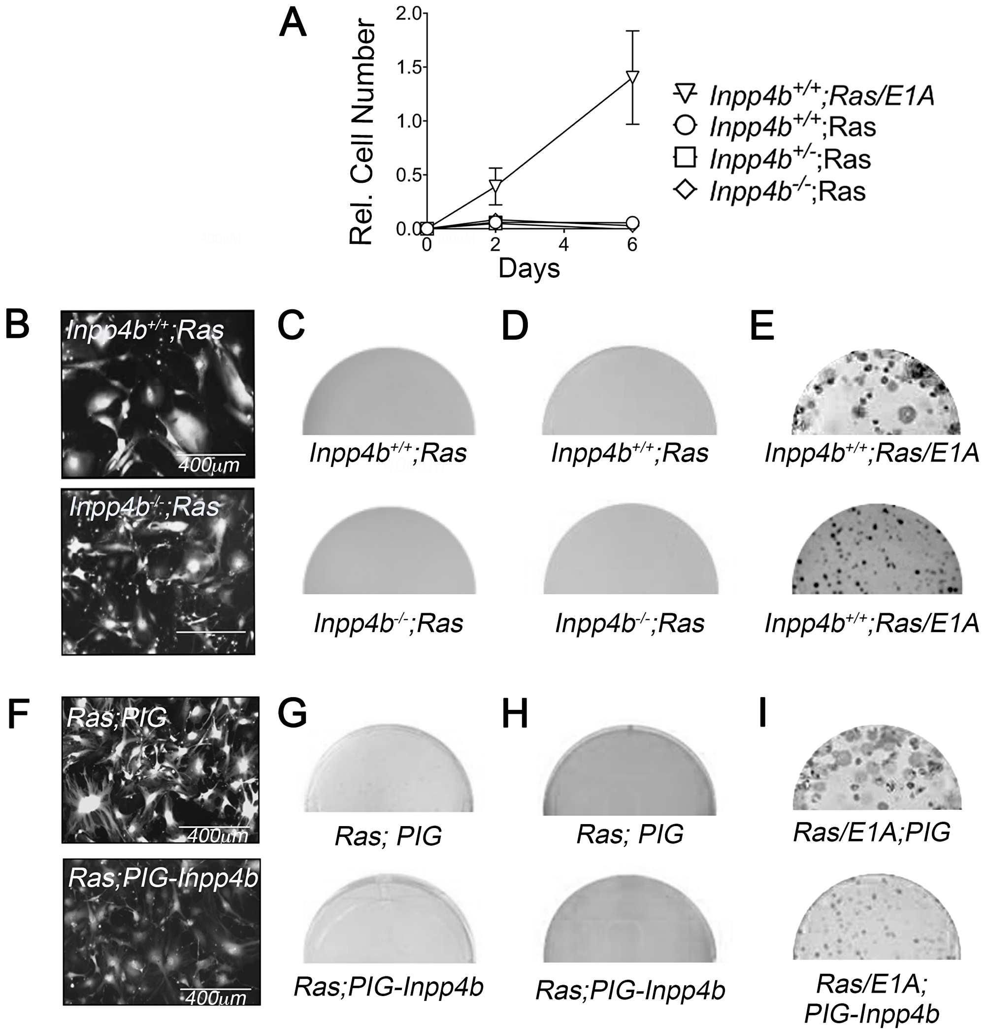Inpp4b loss or overexpression do not cooperate with H-RasV12 in MEF transformation.