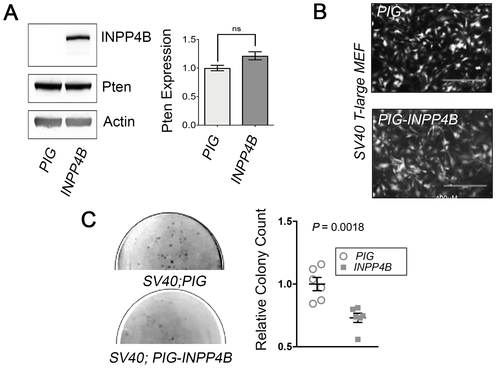 Inpp4b overexpression decreases transformation potential in SV40 T-Large MEF.