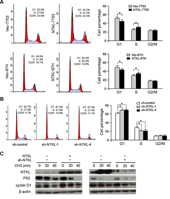 Overexpression of NTKL promoted G1/S transition.