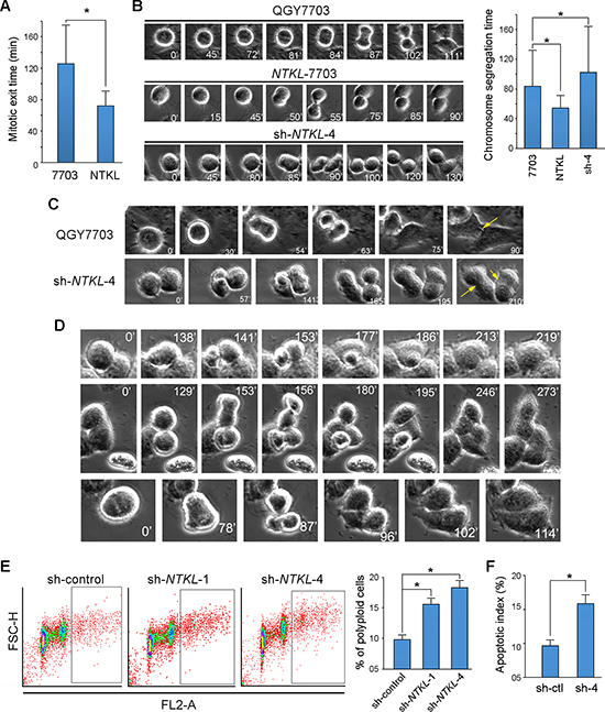 NTKL accelerated the mitotic exit and chromosome segregation.