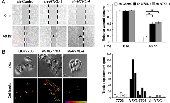NTKL increased cell motility.