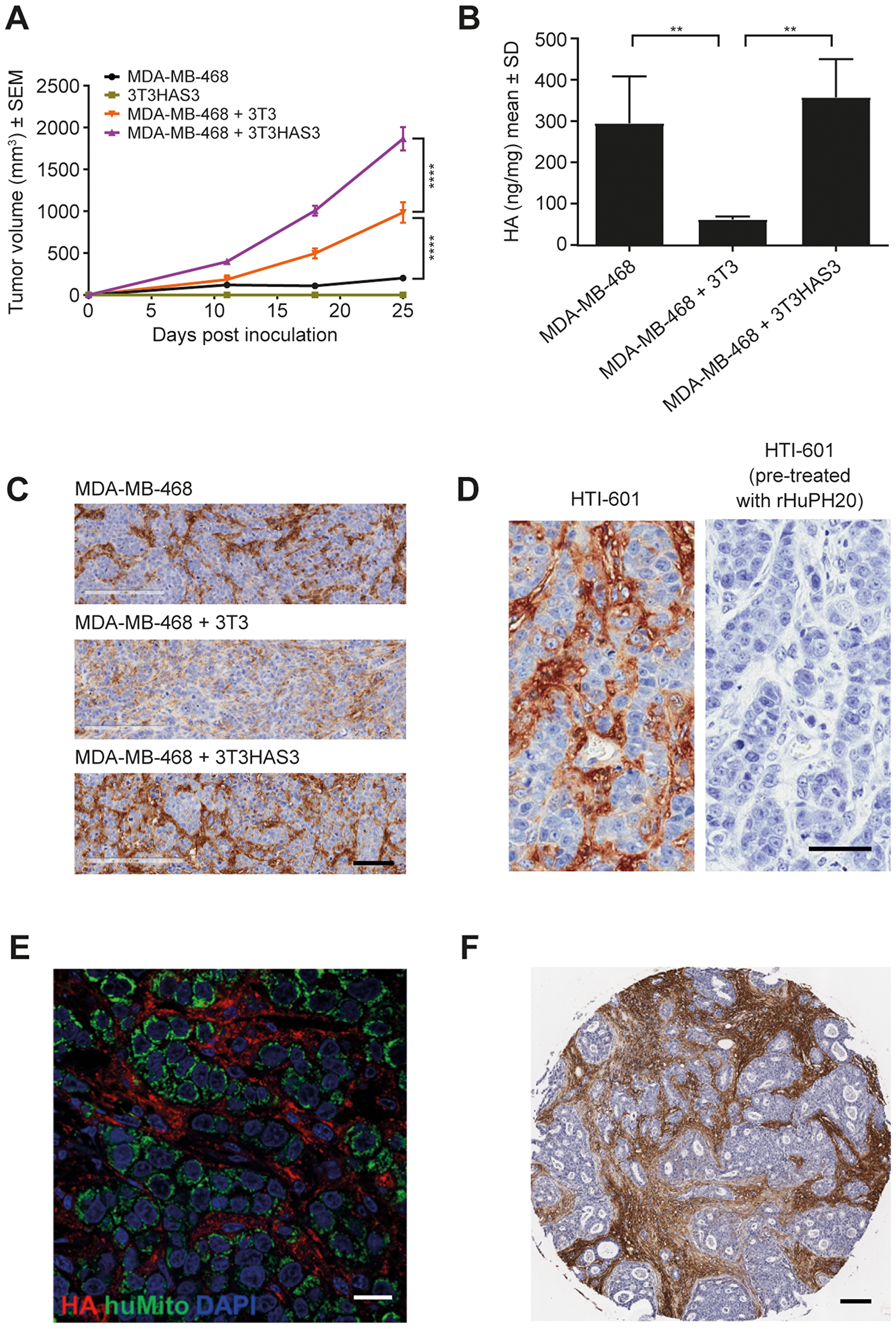 Engineered HA-accumulating fibroblast cells promoted in vivo tumor growth in the MDA-MB-468 breast cancer model.