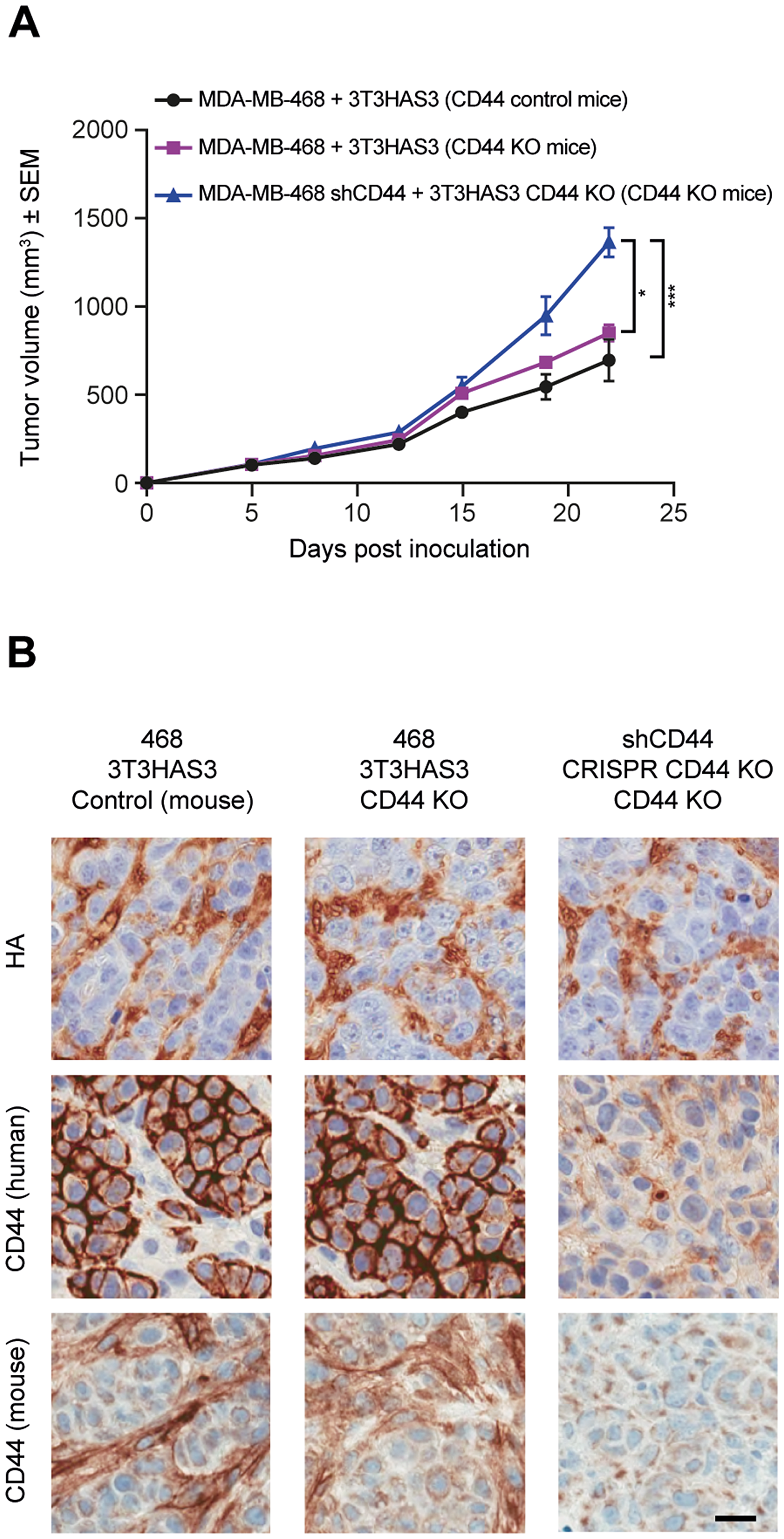 Tumor growth in the breast cancer co-graft model with HA-accumulating stroma was independent of CD44 expression in MDA-MB-468 tumor cells, 3T3HAS3 fibroblast cells, and in the host.