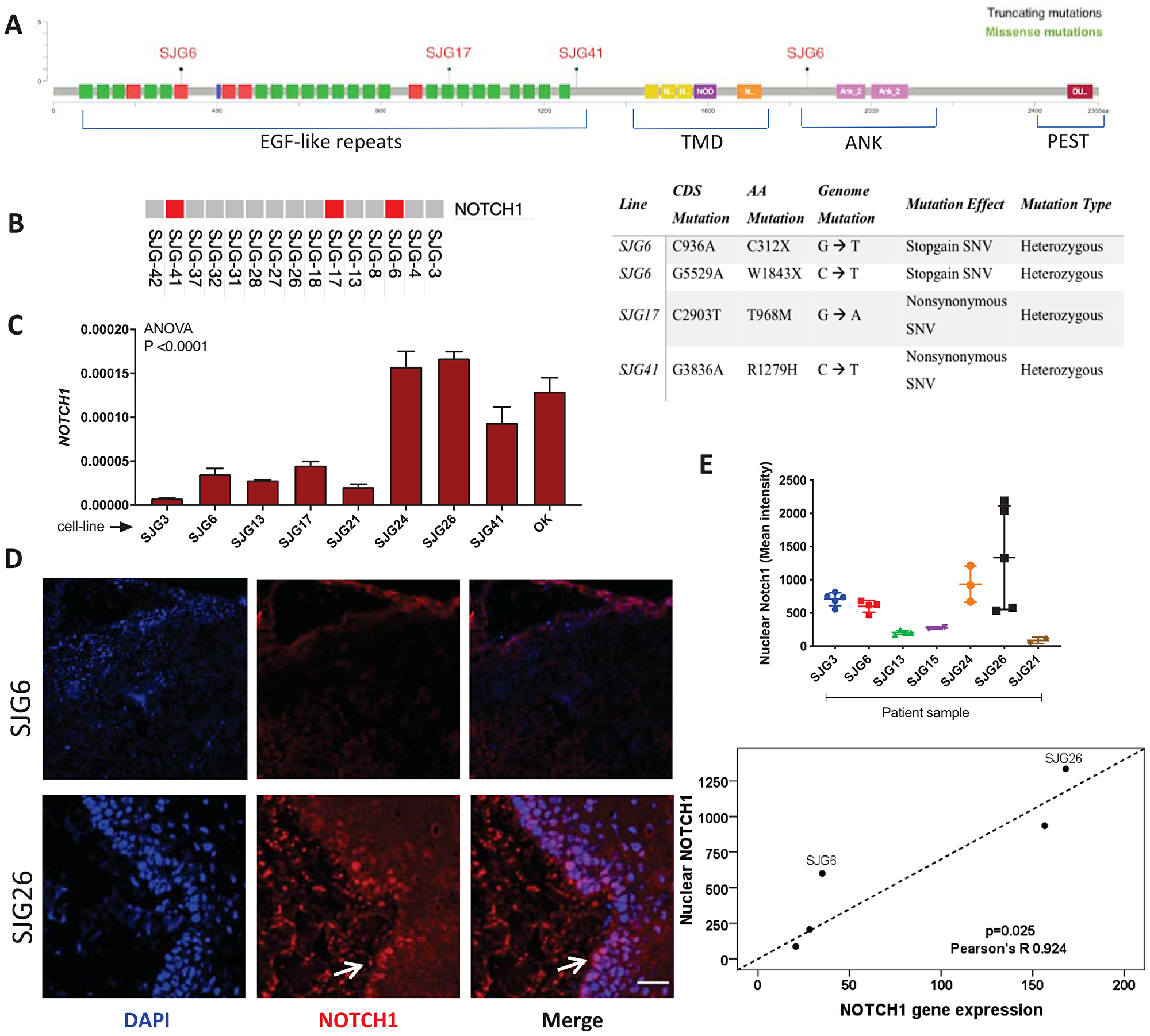 NOTCH1 expression in OSCC cell lines and parental tumours.