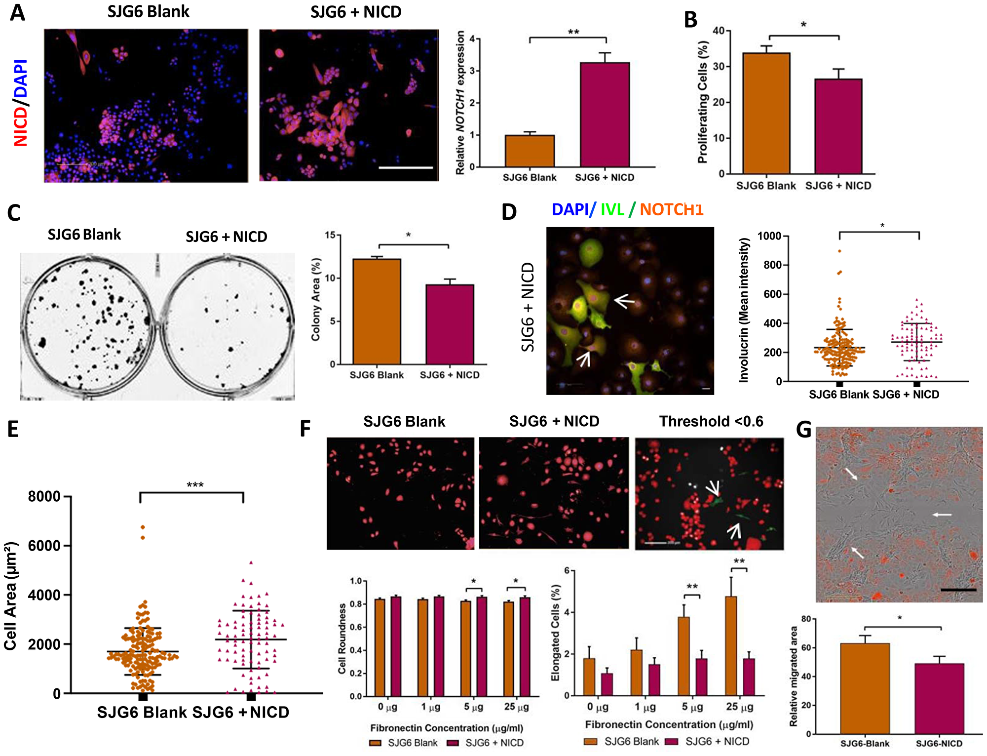 Phenotypic consequences of NICD overexpression.