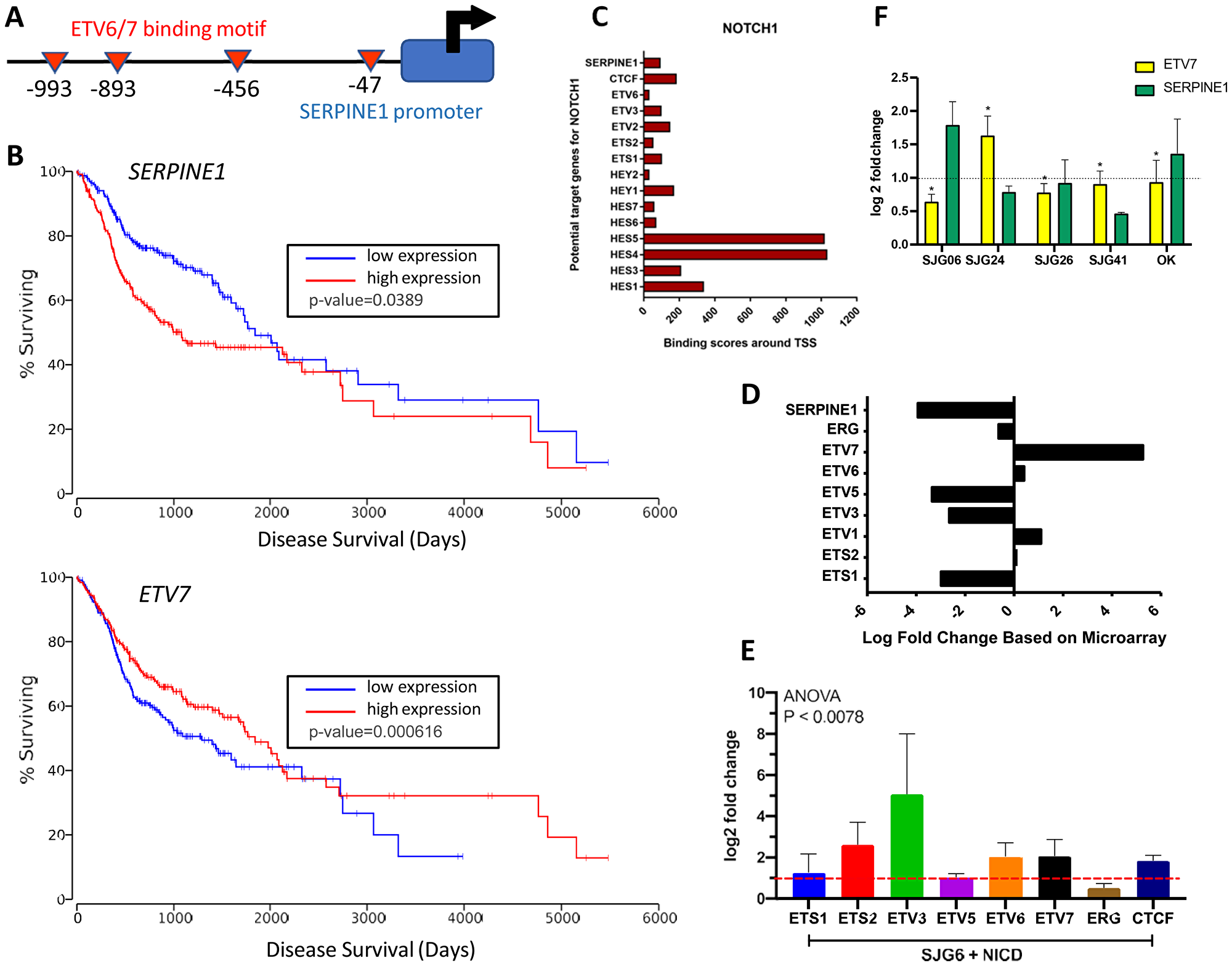 NOTCH1 regulation of SERPINE1 via ETV7.