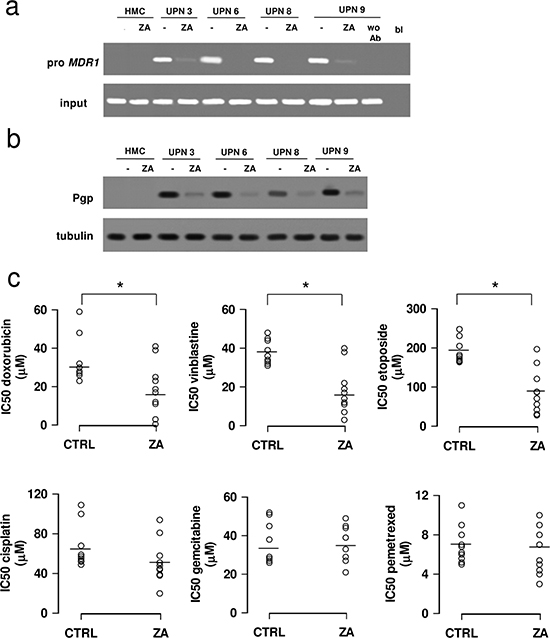 Zoledronic acid chemosensitizes mesothelioma cells to Pgp substrates.