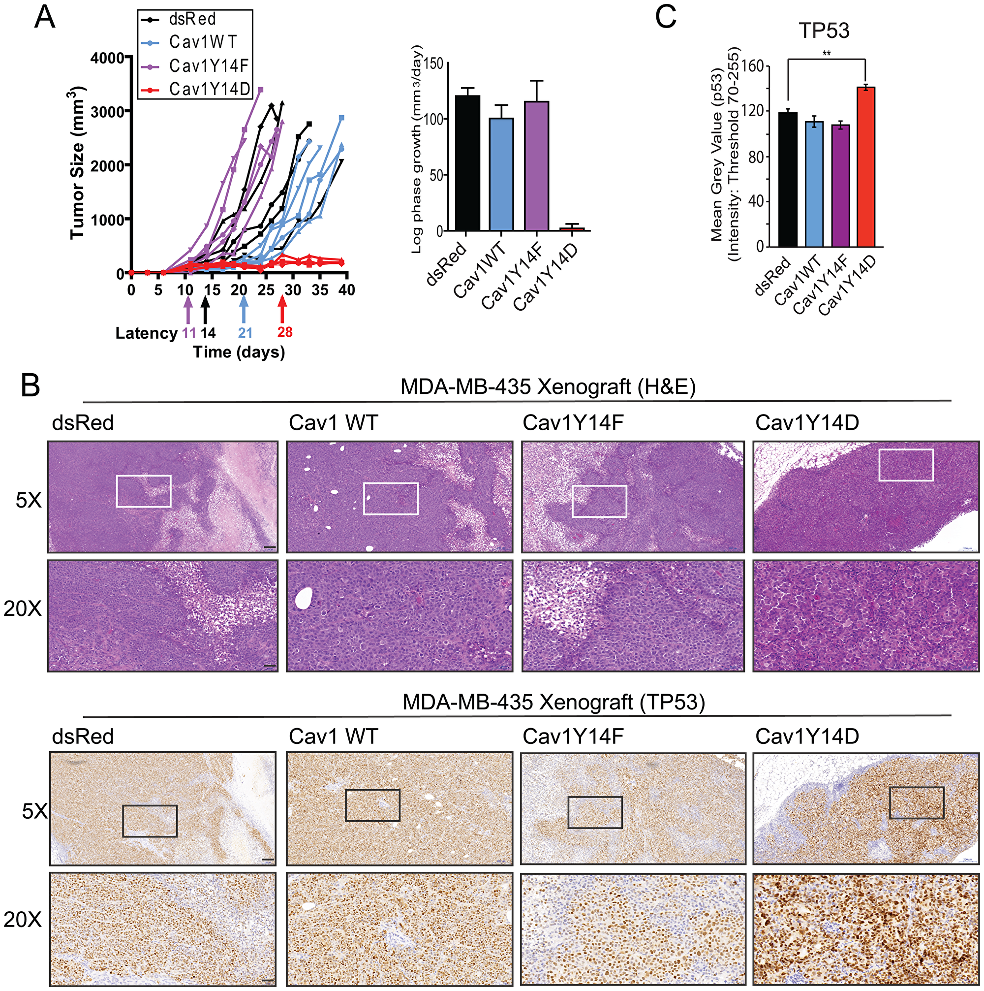 Tumor growth restriction of Cav1Y14D MDA-MB-435 cells.