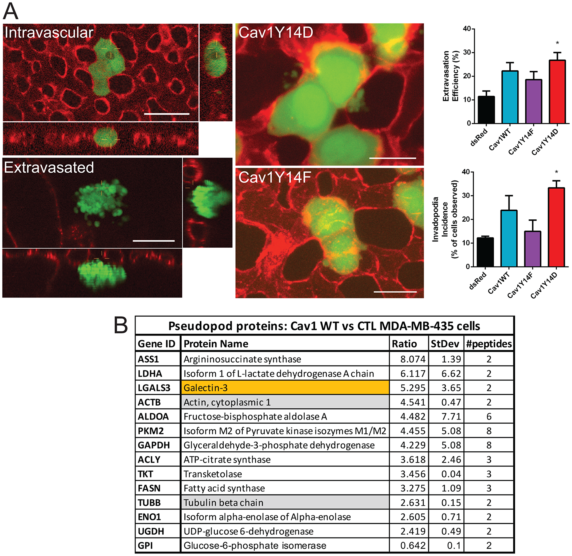 pCav1 promotes invadopodia formation and tumor cell invasion in vivo.