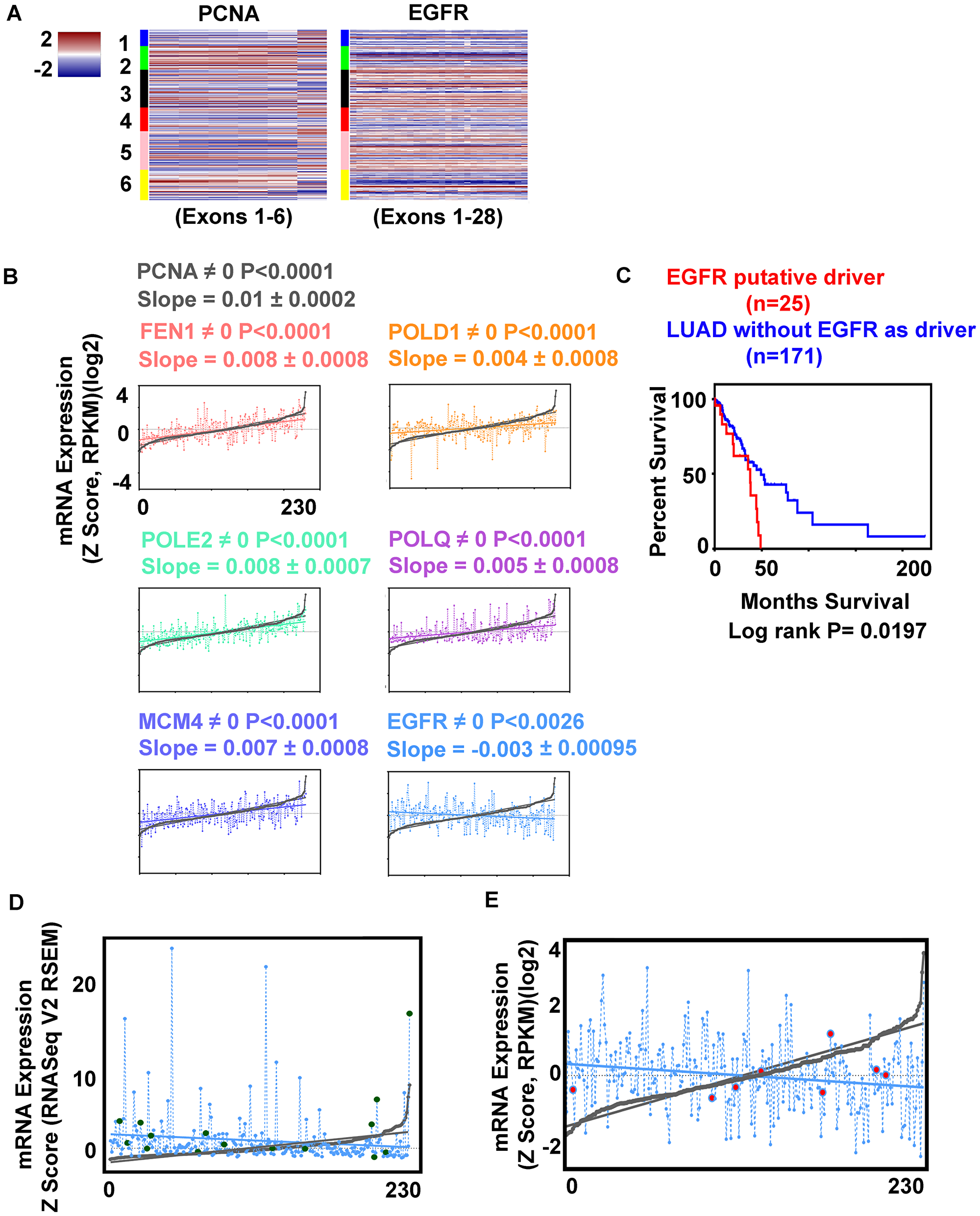 EGFR expression correlates inversely with replication genes expression.