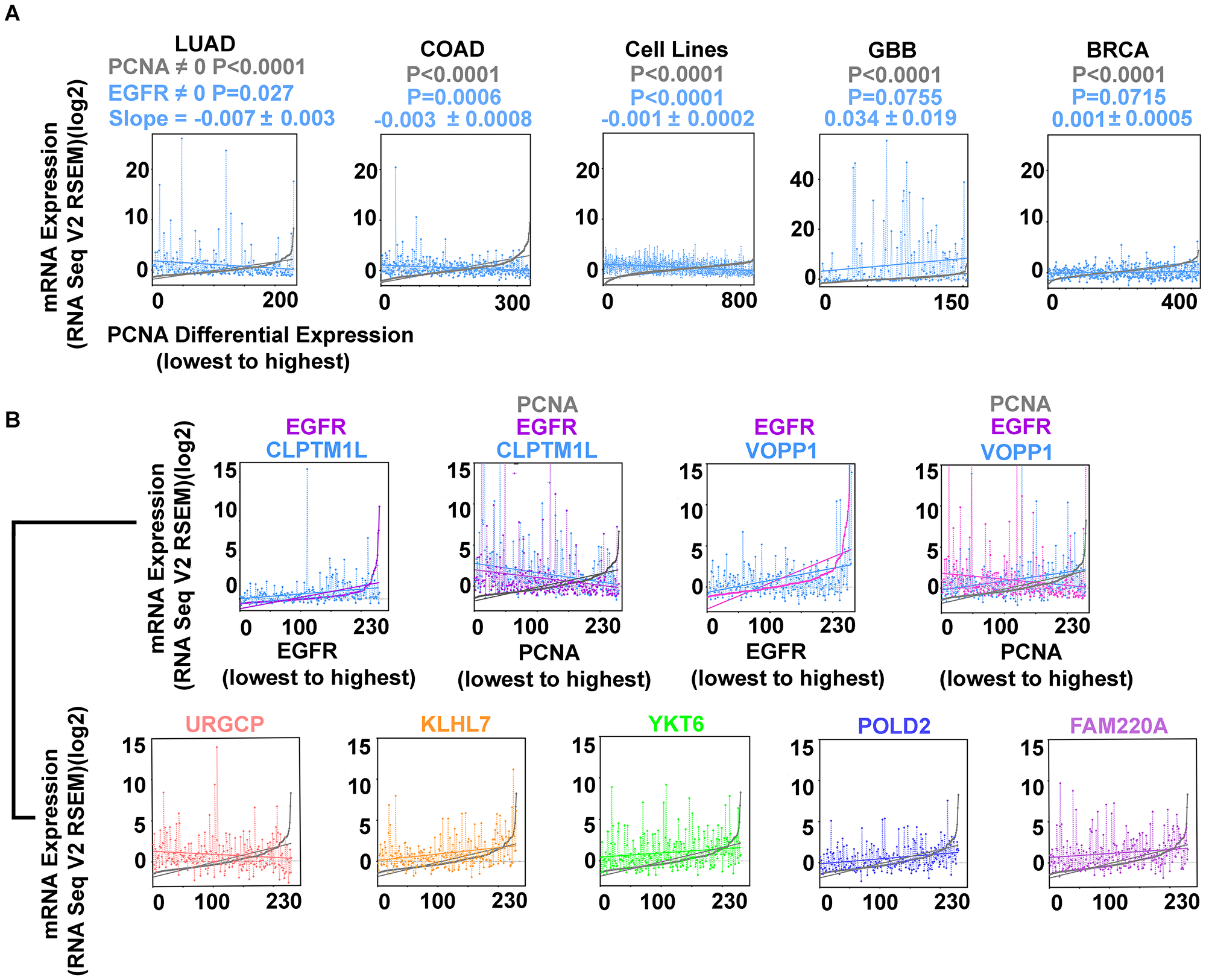 Inverse correlation of EGFR and PCNA expression are found in LUAD, COAD, and cell lines from multiple tumor types (Cancer Cell Line Encyclopedia; (CCLE); n = 877; Supplementary Table 2) but not in glioblastoma (GBB) or breast cancer (BRCA).