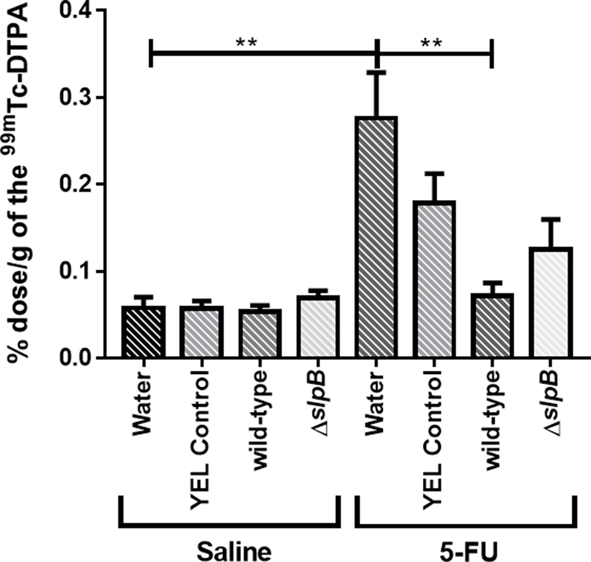 Propionibacterium freudenreichii WT consumption decreases intestinal permeability in 5-FU-treated mice.