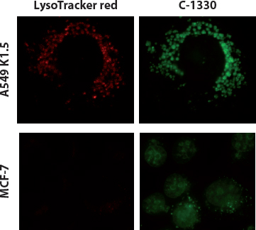Lysosome-mediated protection of nuclear DNA from hydrophobic weak base cytotoxic agents.