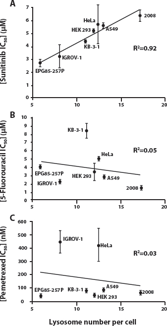 The correlation between lysosome number and intrinsic resistance to the hydrophobic weak base tyrosine kinase inhibitor sunitinib, but not to the hydrophilic thymidylate synthase inhibitors 5-fluorouracil and pemetrexed.