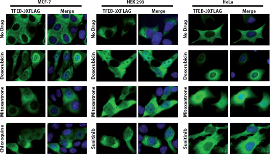 Translocation of TFEB-FLAG from the cytoplasm to the nucleus after exposure of malignant and non-malignant human cells to doxorubicin, mitoxantrone and sunitinib.