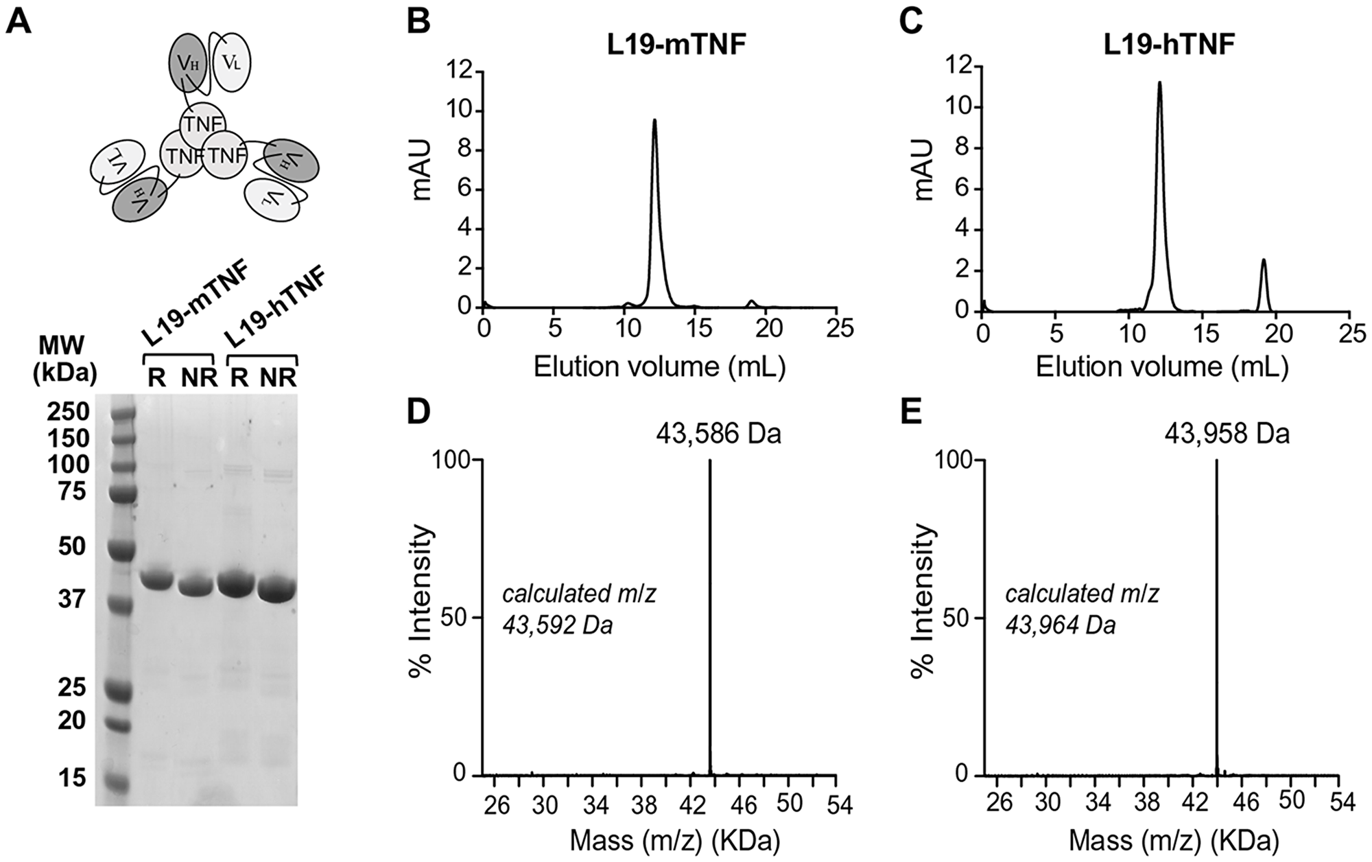 Quality control analyses of L19-TNF fusion proteins.