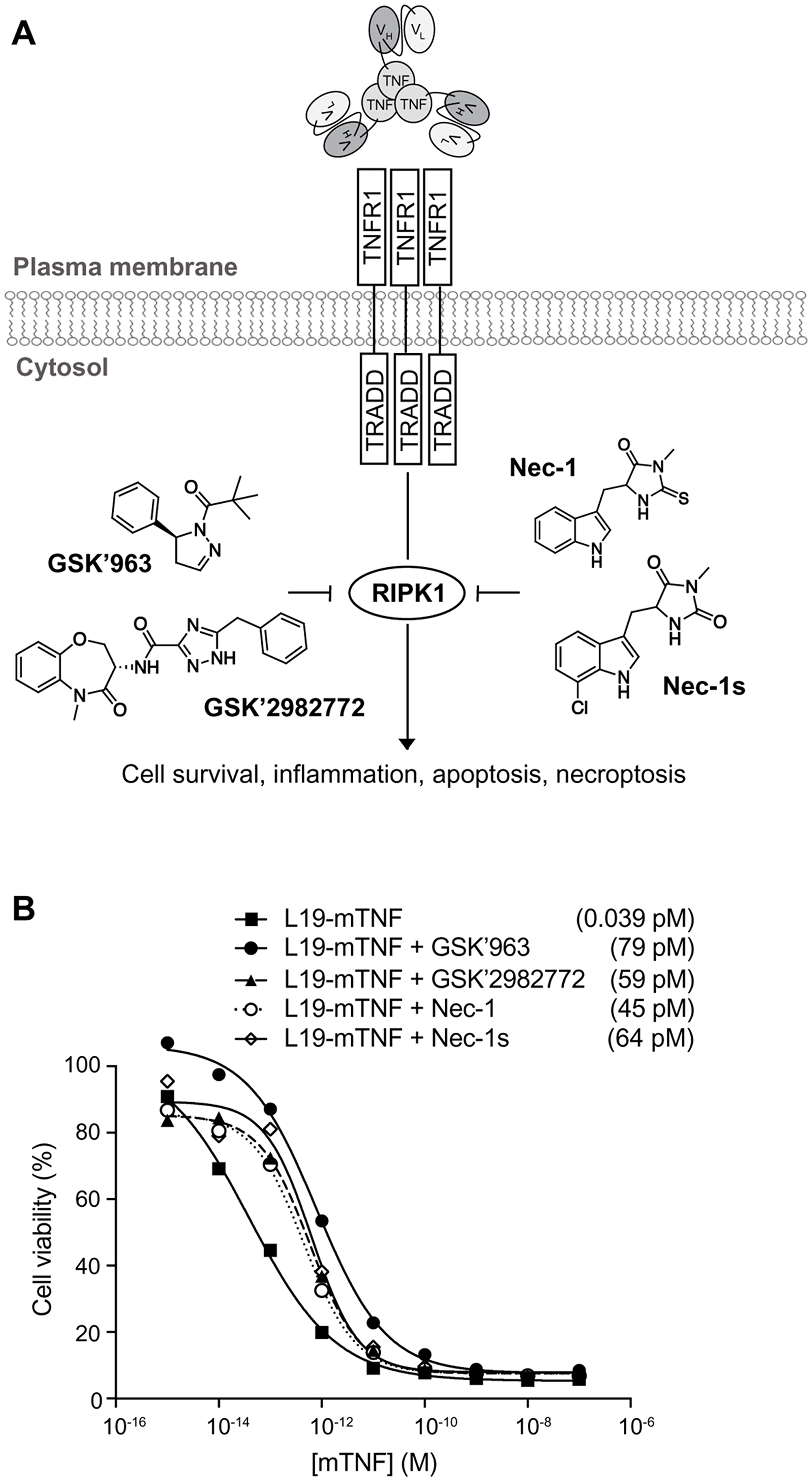 In vitro biocidal effect of L19-TNF.