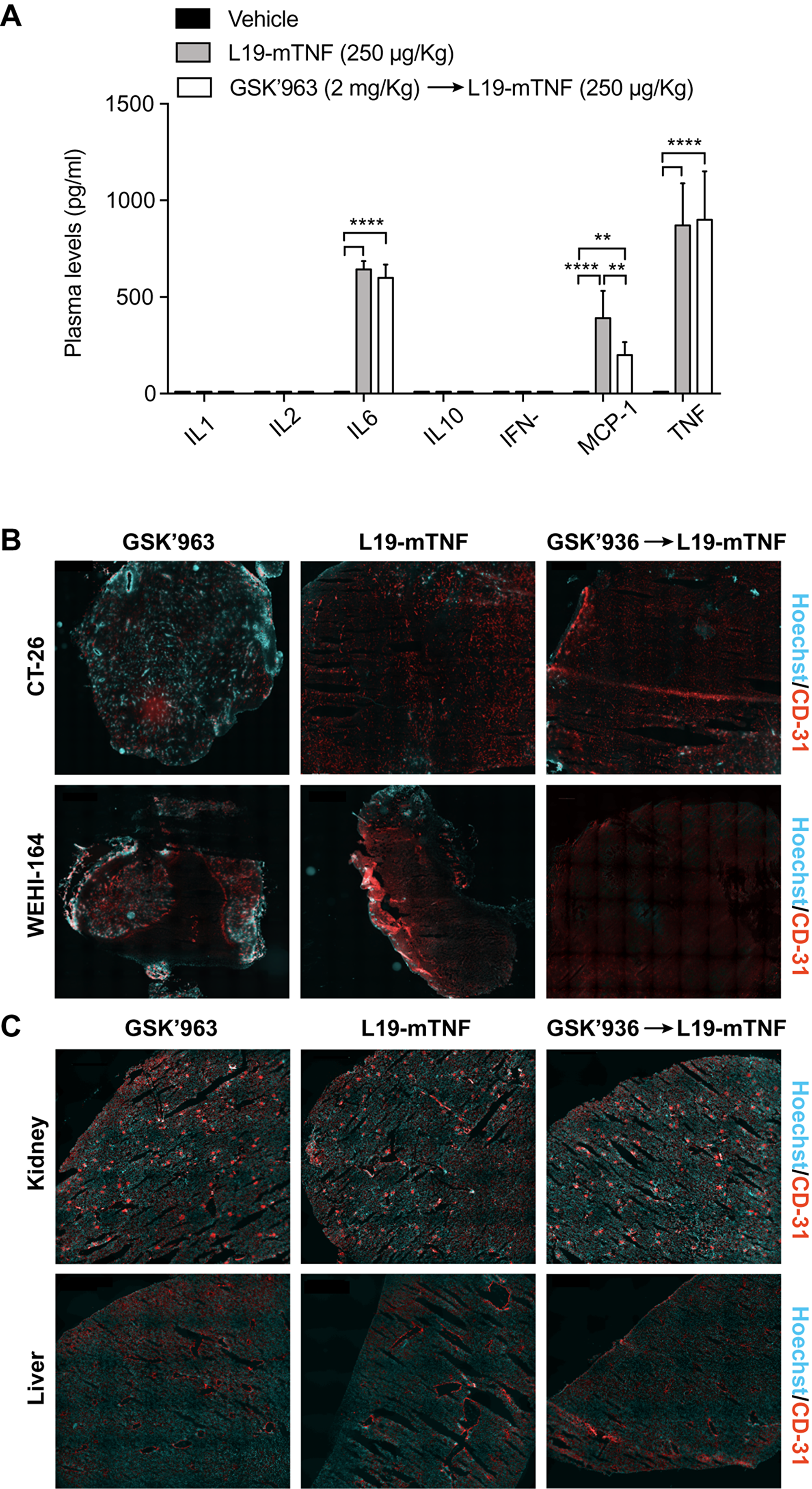 Determination of L19-mTNF effects on cytokine levels and vasculature in mice.