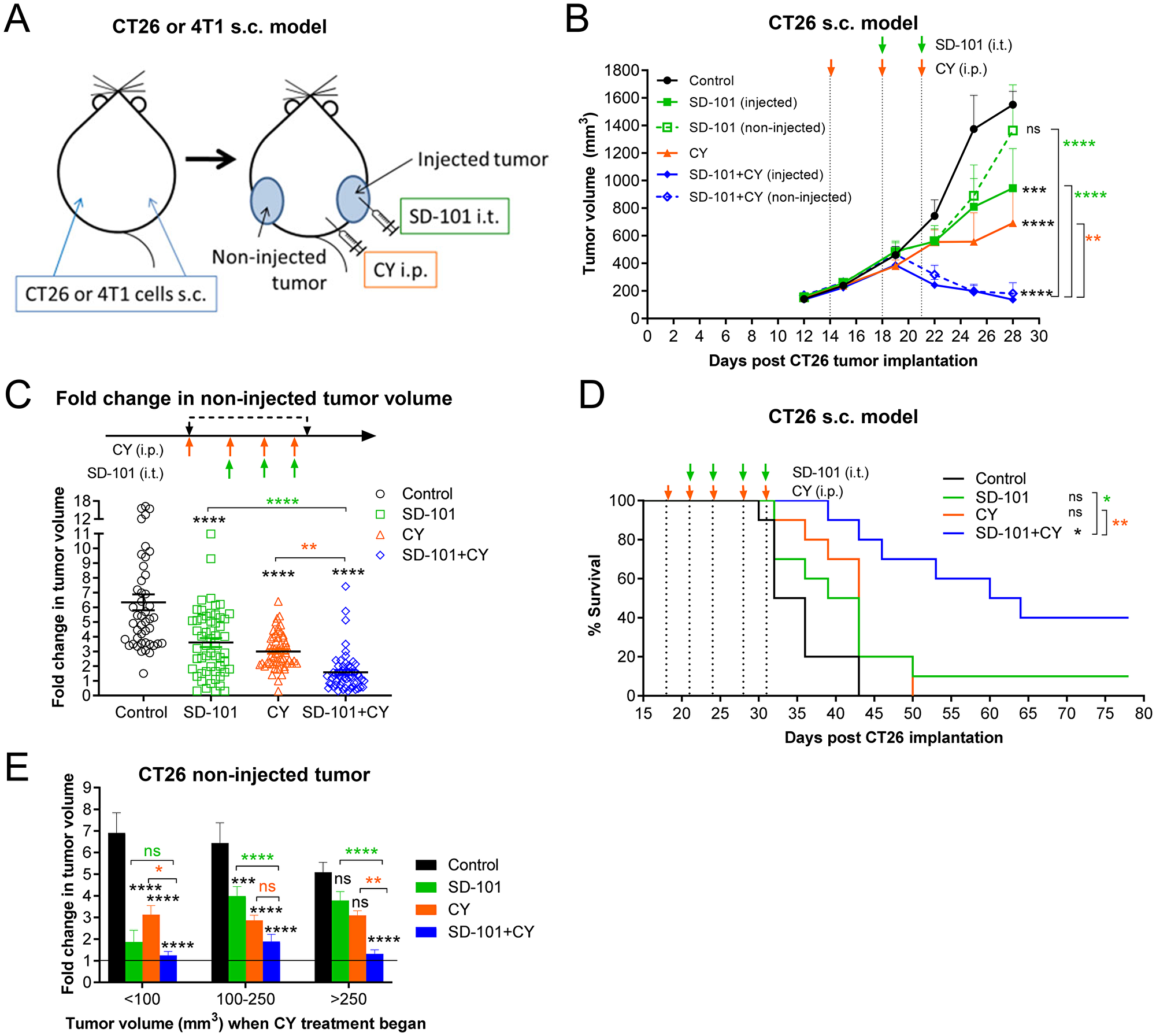 Intratumoral SD-101 combined with low-dose CY effectively inhibits growth of both injected and non-injected tumor sites and promotes survival.
