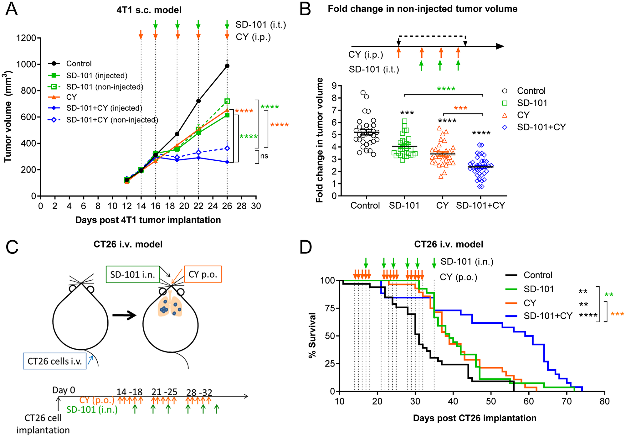 Localized SD-101 combined with low-dose CY effectively inhibits tumor growth in multiple mouse tumor models.