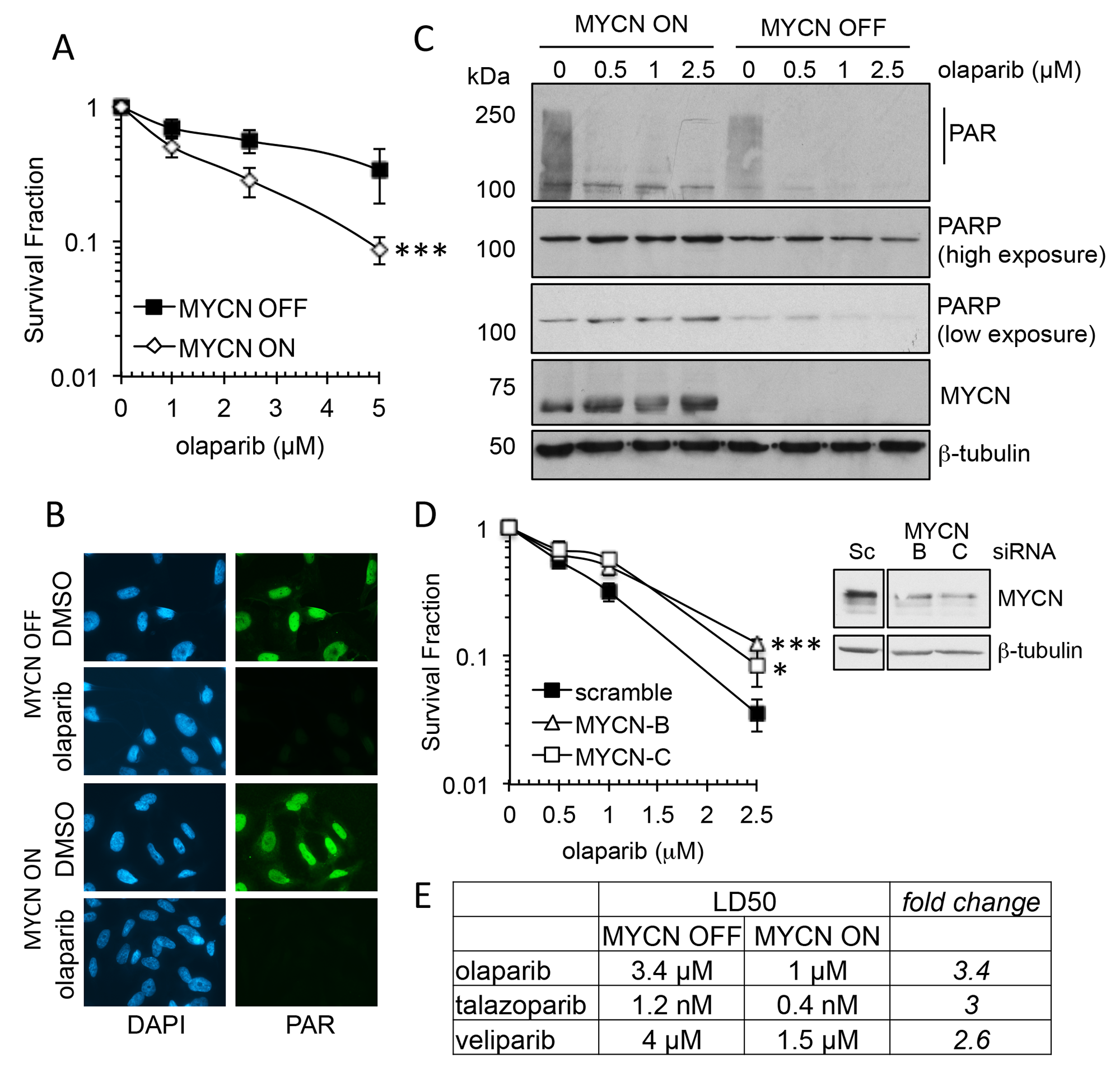 MYCN expression influences sensitivity to PARP inhibition in NB cell lines.