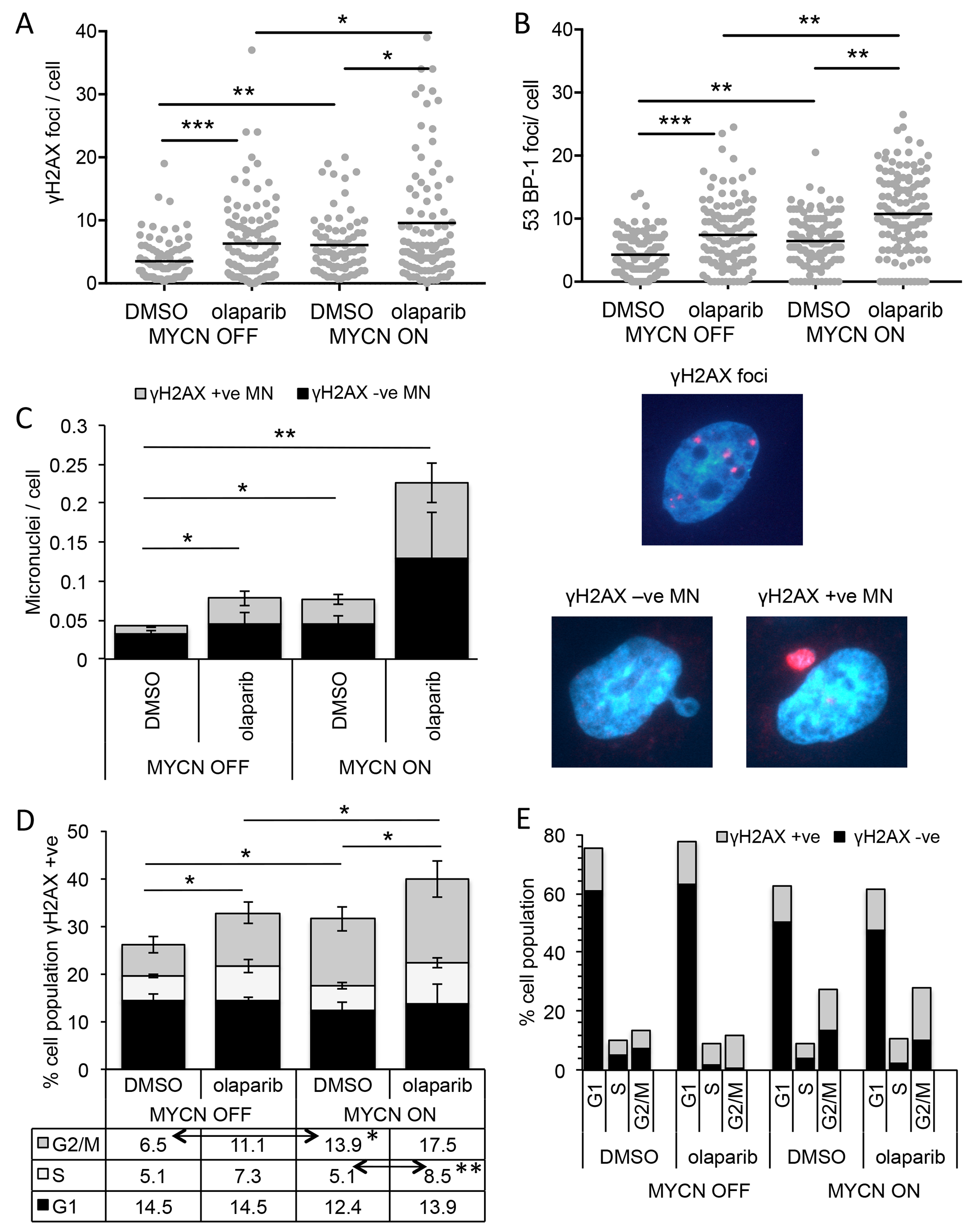PARP inhibition induces more DNA damage and DNA double-strand breaks in NB cells when MYCN is expressed, predominantly in the S-phase of the cell cycle.