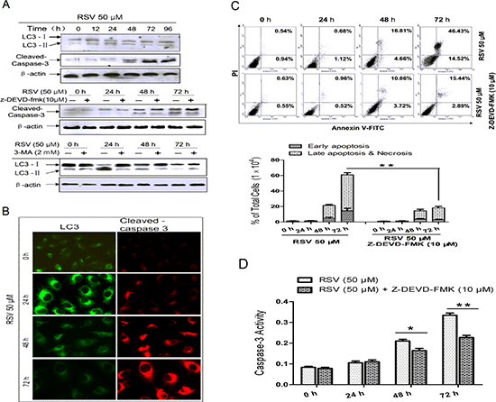 RSV-induced autophagy and apoptosis at different time points in A549 cells.