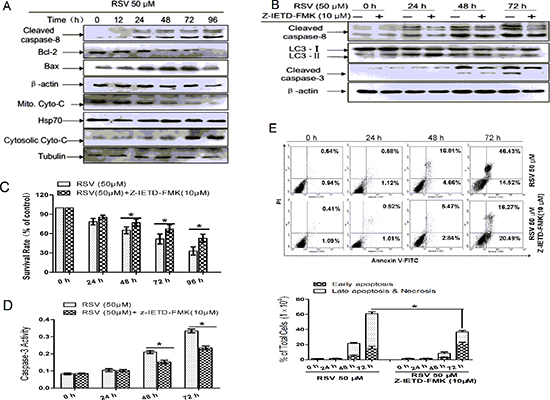 Caspase-8 in autophagy and apoptosis in RSV-treated A549 cells.