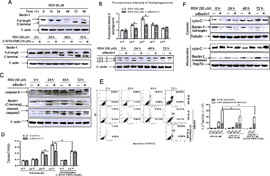 Caspase-8 cleaved Beclin-1 inhibits RSV-induced autophagy and promotes apoptosis.