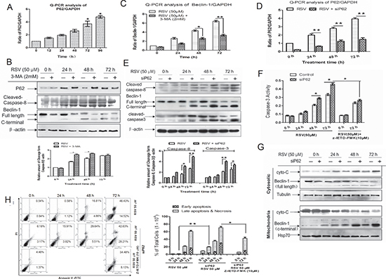 Degradation of P62 by autophagy regulates RSV-induced apoptosis through Beclin-1 cleavage.