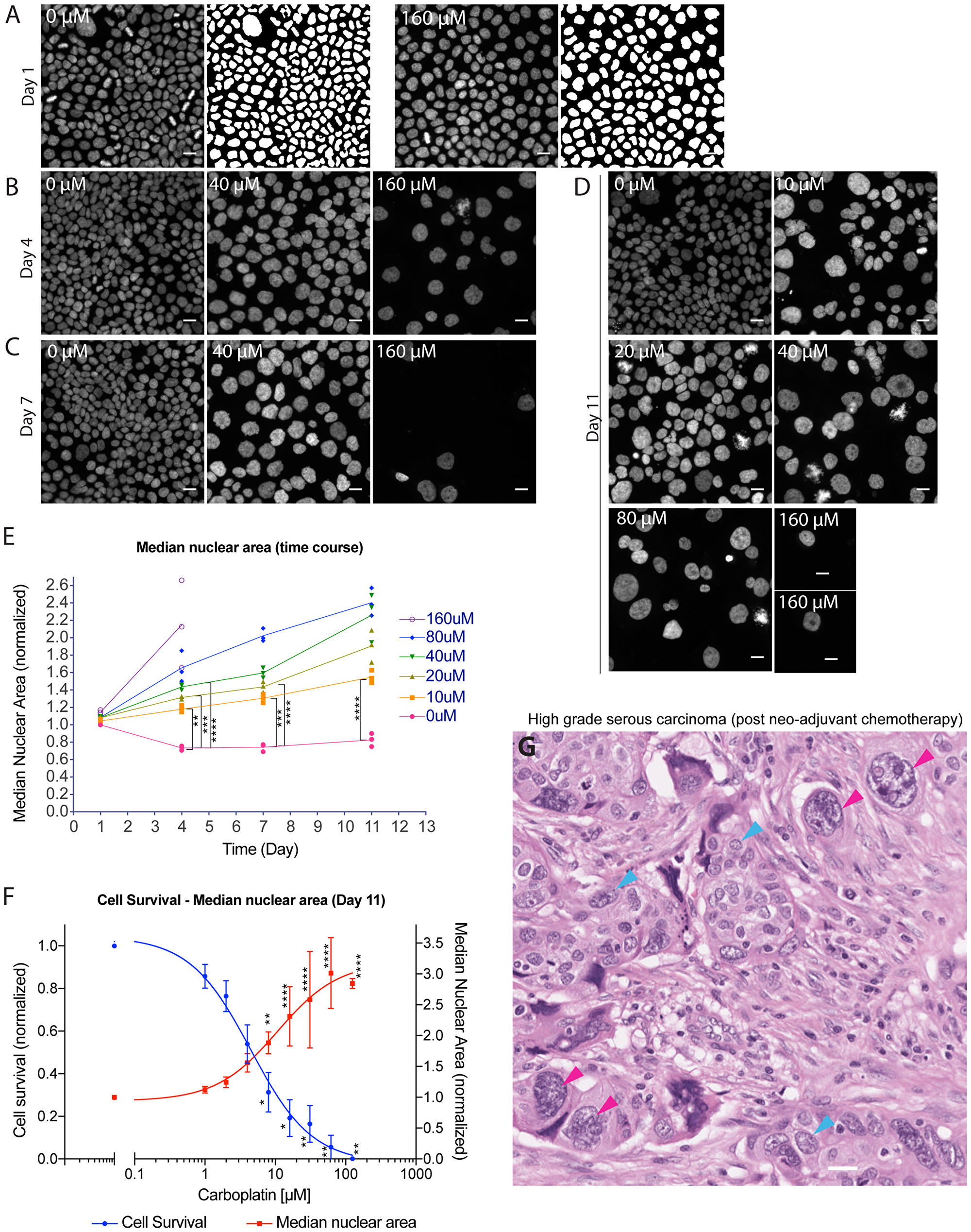 Platinum-induced nuclear enlargement as a distinct cellular response among surviving tumor cells at intermediate to late time points.