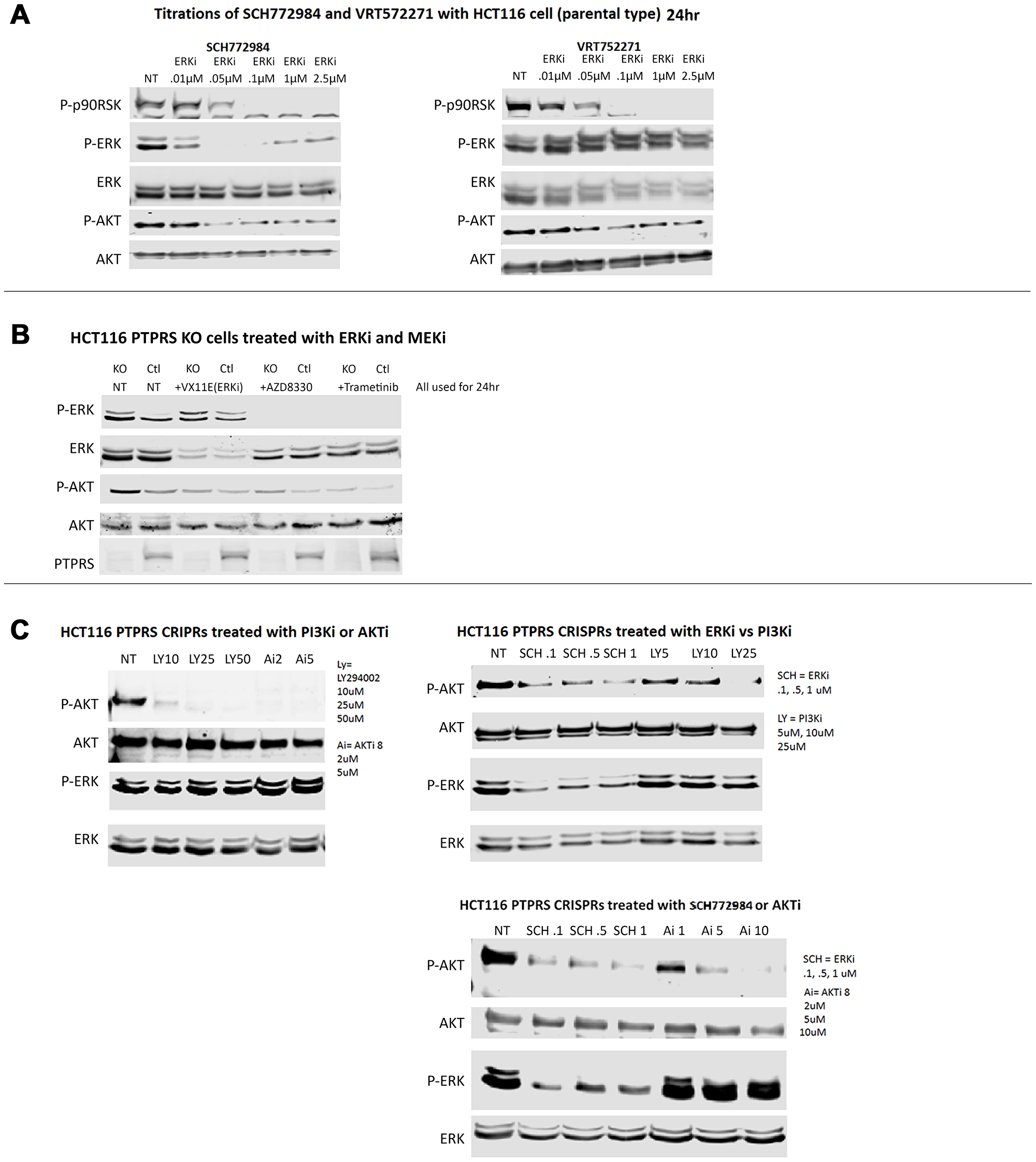 ERK and MEK inhibition decreased AKT-S473 phosphorylation but PI3K and AKT inhibition lacked effect on ERK phosphorylation.