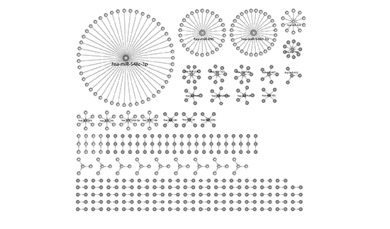 The network created from the analysis.