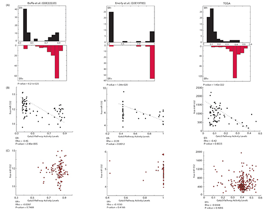 GATA3 pathway and hsa-miR-532 are associated selectively according to ER status.