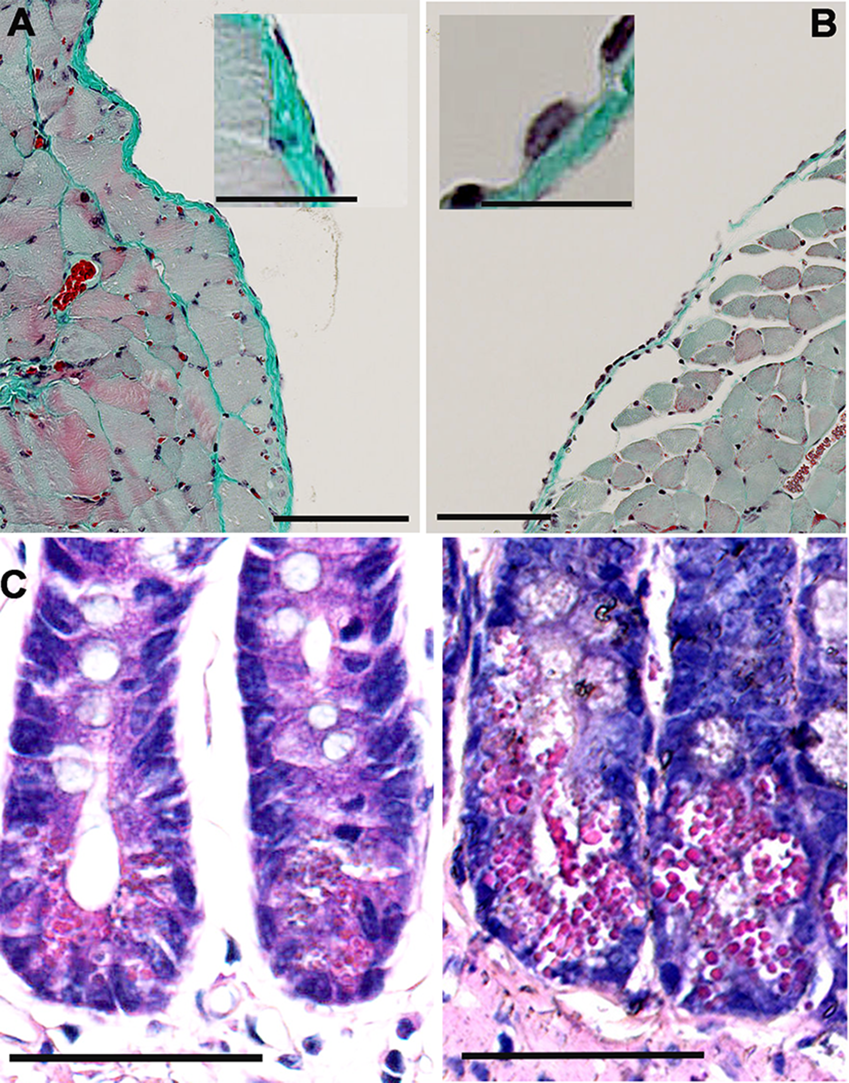 Histopathological analyses of FCF-treated mice.