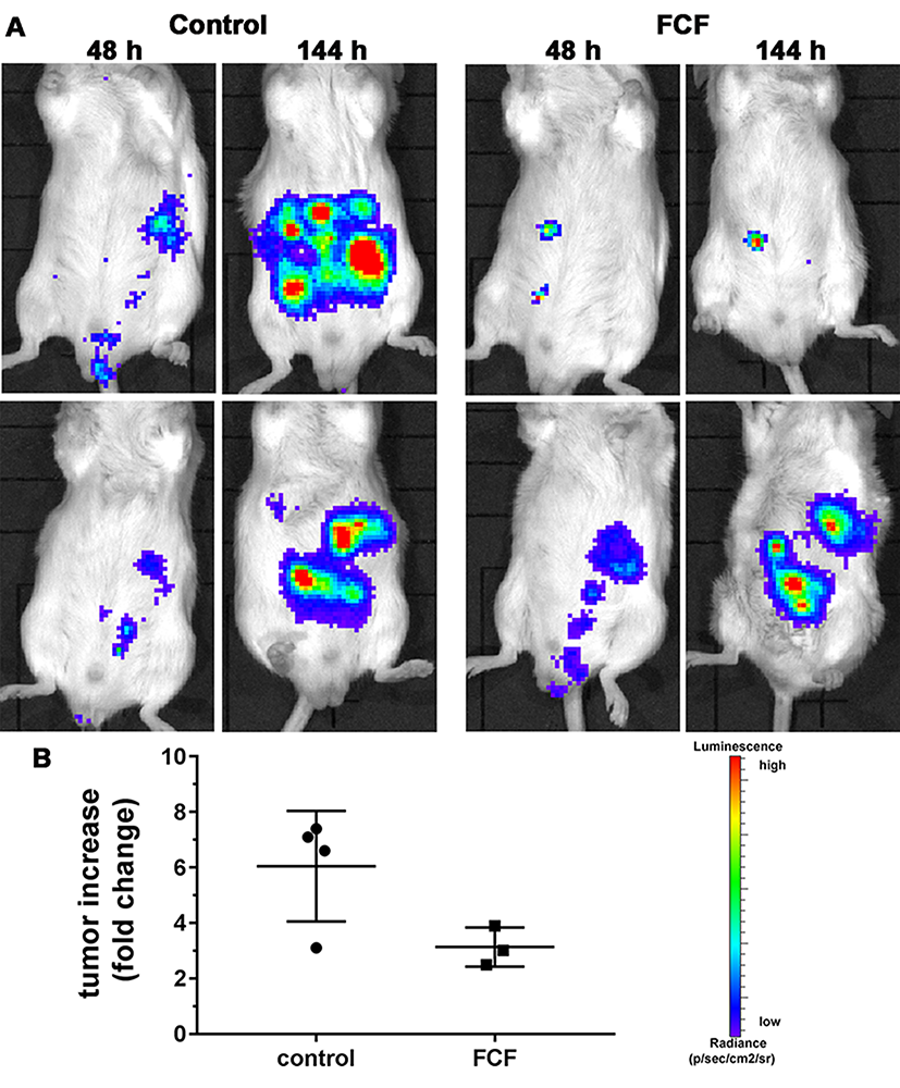 Tumor growth of AB12 MM cells in vivo.