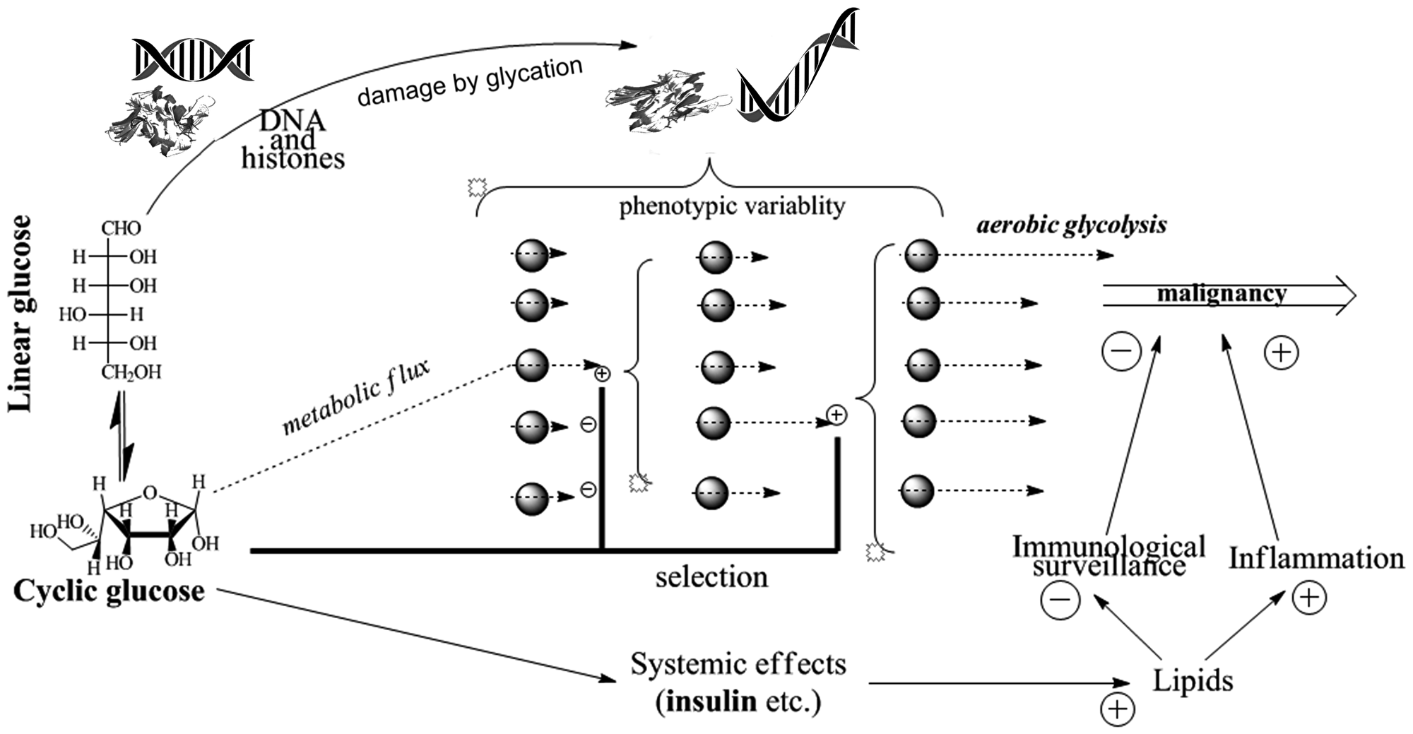 Pathways of glucose involvement in age-associated cancer promotion.